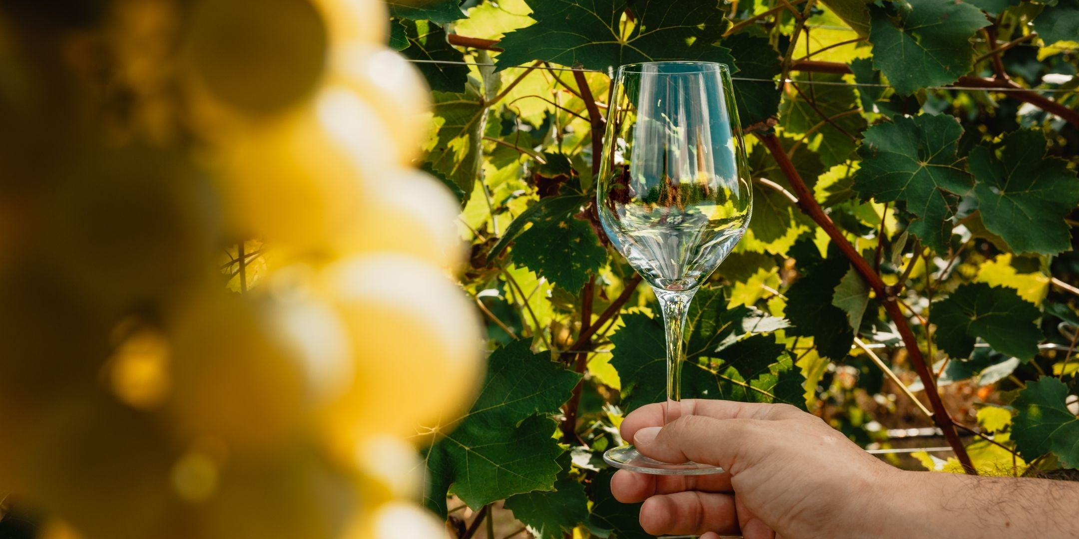 Elegante Exquisite Weingläser kaufen mit Rotwein und Weißwein für stilvolle Genussmomente.