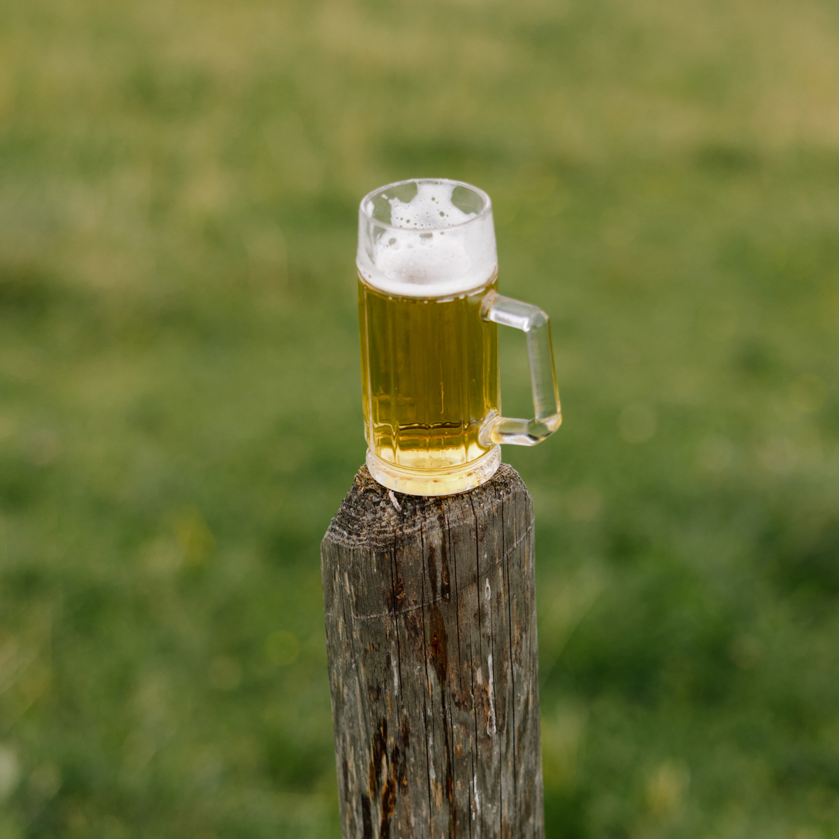 Oberglas Gambrinus Bierkrug 500ml, gefüllt mit Bier auf einem Holzstamm in der Natur